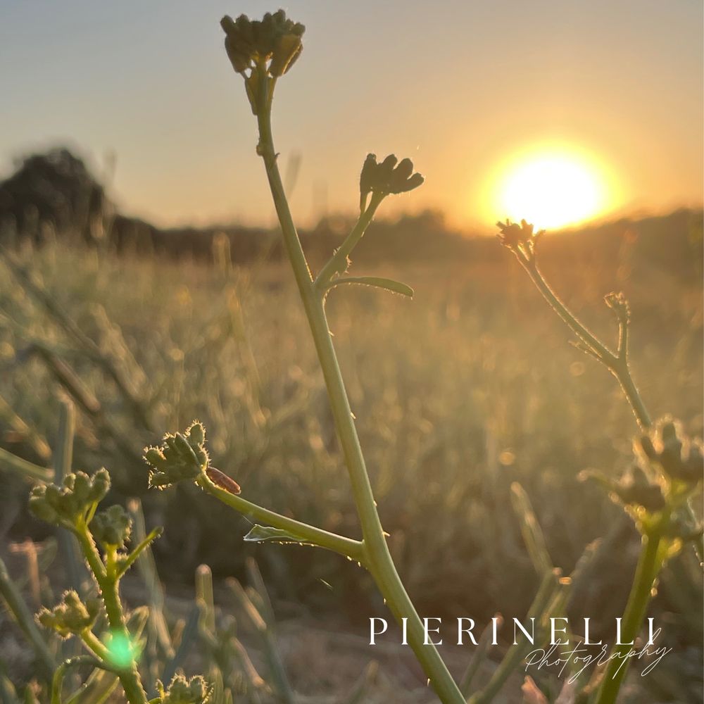 Natural Microblading Artistry Logo