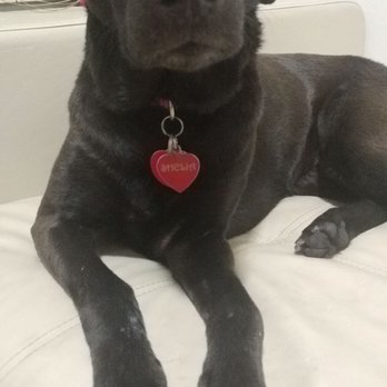 PetSmart - She is so soft after seeing Erika in Grooming! - Pet Stores Near Me - Buena Park, California