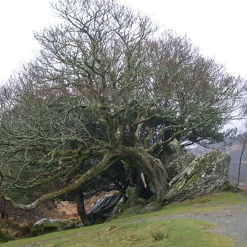Killarney National Park - Flora at Ladies View - Parks Near Me