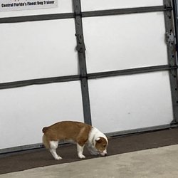 The Dog Man - Pro Dog Training - The Dog Man's classroom