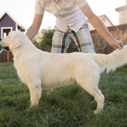 Chadwicks Golden Retrievers