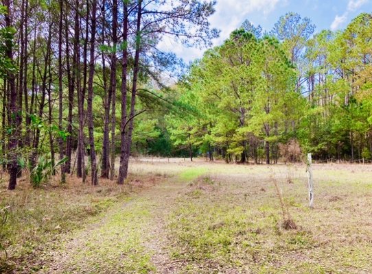 Cannon's Point Preserve by null