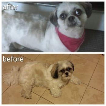 Dogs World Grooming - Pet Groomers Near Me - Yonkers, New York Dogs World Grooming - Pet Groomers Near Me - Yonkers, New York
