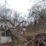 Photo of Expert Tree Service