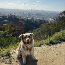 Betty and I are thankful for an off leash fun zone with bonus gorgeous views, minutes from Hollywood & Highland. Betty and I are thankful for an off leash fun zone with bonus gorgeous views, minutes from Hollywood & Highland.