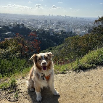 Runyon Canyon Park - Betty and I are thankful for an off leash fun zone with bonus gorgeous views, minutes from Hollywood & Highland. - Dog Parks Near Me - Los Angeles, California Runyon Canyon Park - Betty and I are thankful for an off leash fun zone with bonus gorgeous views, minutes from Hollywood & Highland. - Dog Parks Near Me - Los Angeles, California