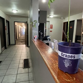 Coyote South Santa Fe - Dead flowers in Lobby breakfast area. - Hotels Near Me - Santa Fe, New Mexico