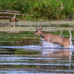 Lake Erie Metropark