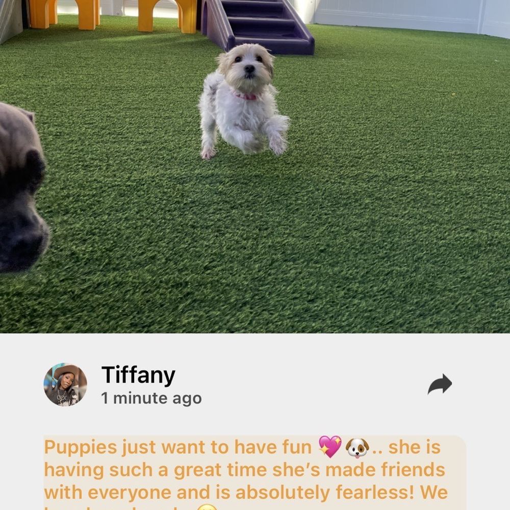 Wag Hotels - Carson - CiCi was having the time of her life. She was so happy. - Pet Training Near Me - Carson, California Wag Hotels - Carson - CiCi was having the time of her life. She was so happy. - Pet Training Near Me - Carson, California