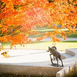 Delaware Valley University