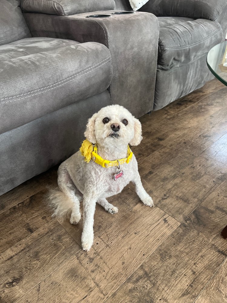 HAPPY PAWS MOBILE GROOMING Updated September 2024 80 Photos & 27