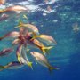 Photo of Cap'n Lou Underwater Photography