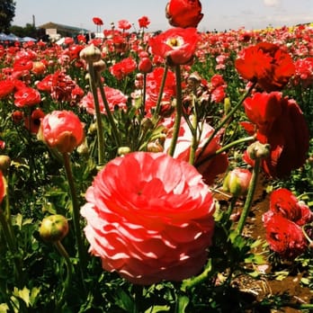 The Flower Fields - Venues & Event Spaces Near Me - Carlsbad, California