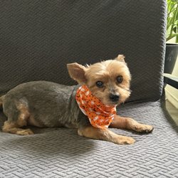 Spas 4 Paws