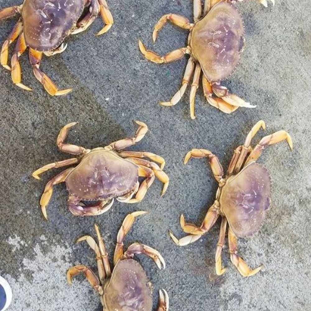 Pacifica Pier - Dungeness catch - Beaches Near Me - Pacifica, California Pacifica Pier - Dungeness catch - Beaches Near Me - Pacifica, California