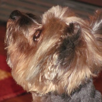 petlove mobile grooming