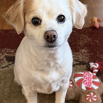 Advanced Veterinary Medical Center - Scarlett. Our little princess. - Veterinarians Near Me - El Sobrante, California Advanced Veterinary Medical Center - Scarlett. Our little princess. - Veterinarians Near Me - El Sobrante, California