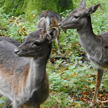 Hirschpark - Parks Near Me - Hamburg, HH
