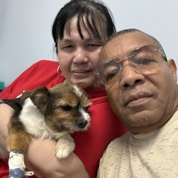 PawDiva Pet Grooming - Dogs dogs