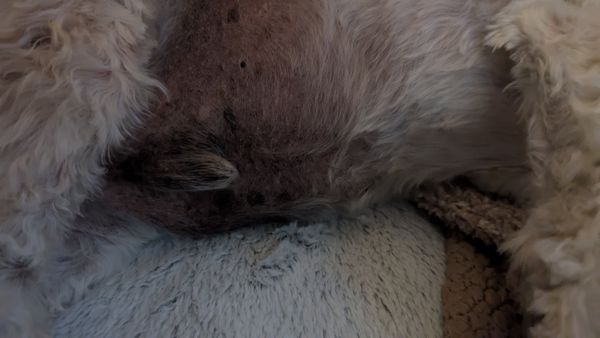 Noni's Pet Boutique & Grooming by null