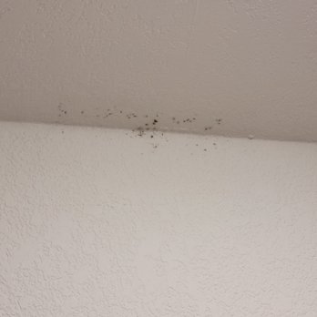 Ramada by Wyndham Kent Seattle Area - Mold/spiders on bathroom wall - Hotels Near Me - Kent, Washington Ramada by Wyndham Kent Seattle Area - Mold/spiders on bathroom wall - Hotels Near Me - Kent, Washington