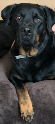 duke's pampered pets