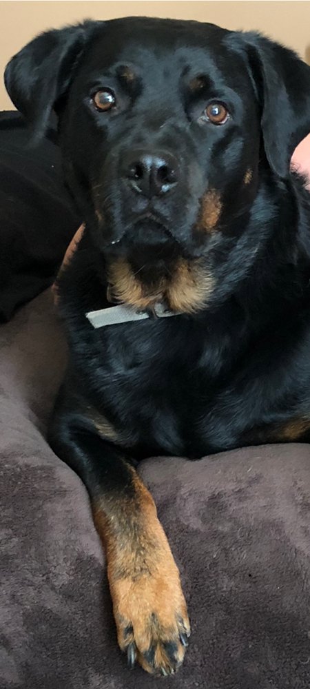 Pampered Pets - pet boarding facility in Westlake, OH