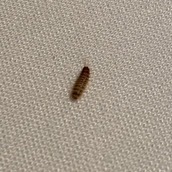 Andiamo - Live bug - Italian Near Me - Warren, Michigan