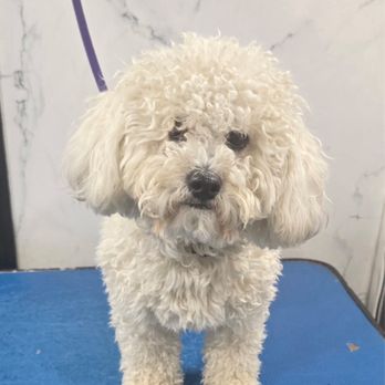 Happy Pets Mobile Grooming - Pet Groomers Near Me