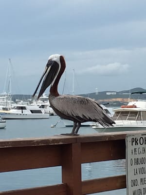 La Guancha by null