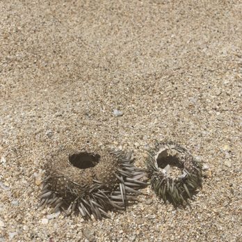 Mokuleia Beach - Sea urchins scattered around on the beach - Beaches Near Me - Waialua, Hawaii