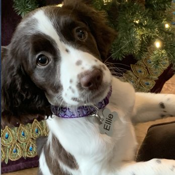 Bird dog hill - Ellie Belly! - Pet Breeders Near Me Bird dog hill - Ellie Belly! - Pet Breeders Near Me