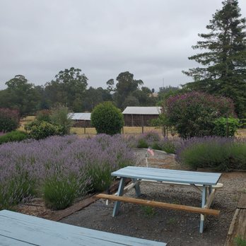 Lavender Bee Farm - Flowers & Gifts Near Me - Petaluma, California