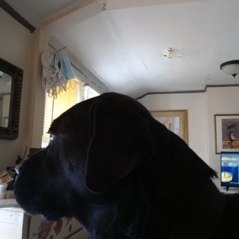 Canine to Five - This is Naz. He had a great stay with Canine to Five - Pet Groomers Near Me - Detroit, Michigan Canine to Five - This is Naz. He had a great stay with Canine to Five - Pet Groomers Near Me - Detroit, Michigan