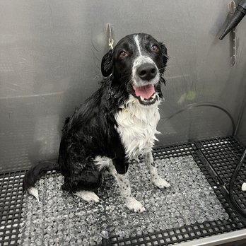 Pet Supplies Plus Upland - Self serve dog wash - Pet Stores Near Me - Upland, California Pet Supplies Plus Upland - Self serve dog wash - Pet Stores Near Me - Upland, California