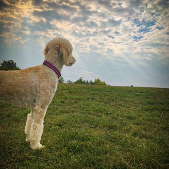 Spindler Road Dog Park - My dog stella rose - Dog Parks Near Me - Hilliard, Ohio