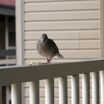 WorldMark Kapaa Shore - A dove visits. - Hotels Near Me - Kapaa, Hawaii