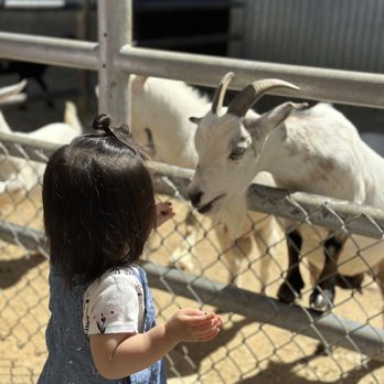 Montebello Barnyard Zoo - feeding the baby goats - Petting Zoos Near Me - Montebello, California Montebello Barnyard Zoo - feeding the baby goats - Petting Zoos Near Me - Montebello, California