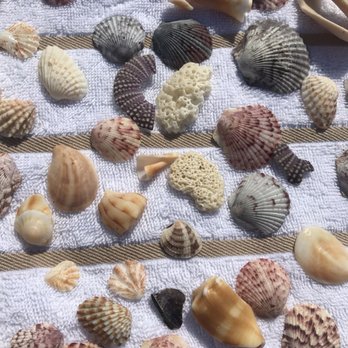Sundial Beach Resort - Just some of the gorgeous shells you'll find on the beach - Hotels Near Me - Sanibel, Florida Sundial Beach Resort - Just some of the gorgeous shells you'll find on the beach - Hotels Near Me - Sanibel, Florida