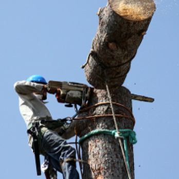 M&M Tree Cutting - a man cutting a tree - Tree Services Near Me M&M Tree Cutting - a man cutting a tree - Tree Services Near Me