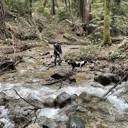 Fall Creek - Henry Cowell Redwoods State Park - Carlos and Bear at Fall Creek