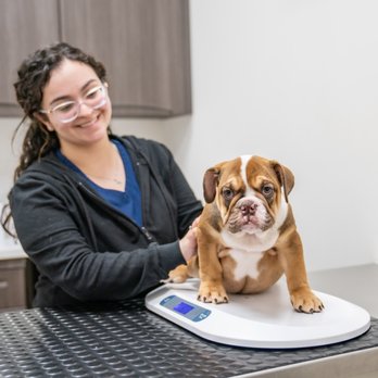 Your Pets Vets - Veterinarians Near Me - Pembroke Pines, Florida Your Pets Vets - Veterinarians Near Me - Pembroke Pines, Florida