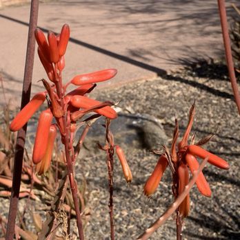 Tempe History Museum - Flowers - Museums Near Me - Tempe, Arizona Tempe History Museum - Flowers - Museums Near Me - Tempe, Arizona