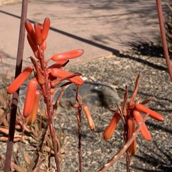 Tempe History Museum - Flowers