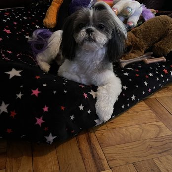 Tracey's Pet Styling - Always a excellent job - Pet Groomers Near Me - Bronx, New York