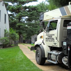 South Shore Tree Removal - Plywood road to protect your grass!!