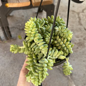 Jungle Box - Nurseries & Gardening Near Me - Phoenix, Arizona