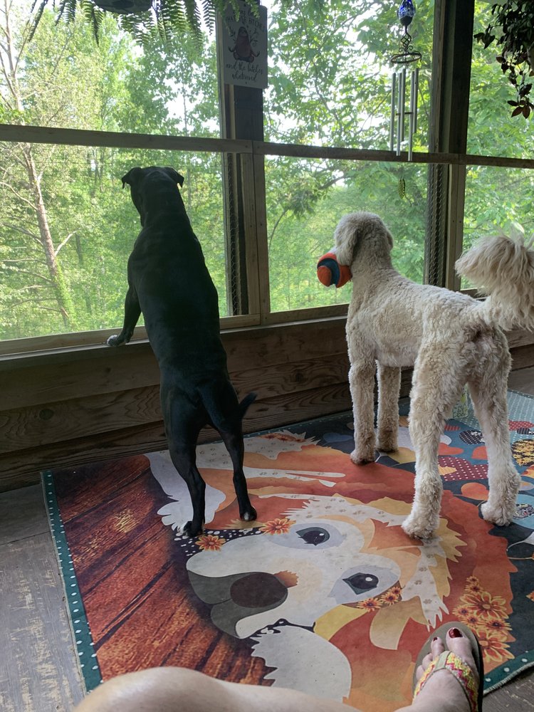 WAGS AND WIGGLES DOG LOVE 170 Hill Rd, Murphy, NC Yelp