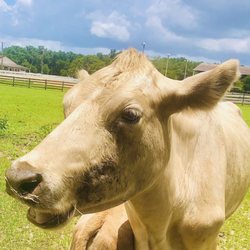 Uncle Donald's Farm - Love at first MOO!