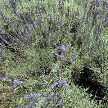Twin Creeks Lavender - Pick Your Own Farms Near Me - Williamston, South Carolina Twin Creeks Lavender - Pick Your Own Farms Near Me - Williamston, South Carolina